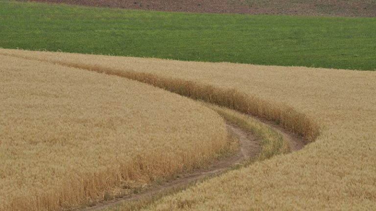 cultivo trigo Campillos