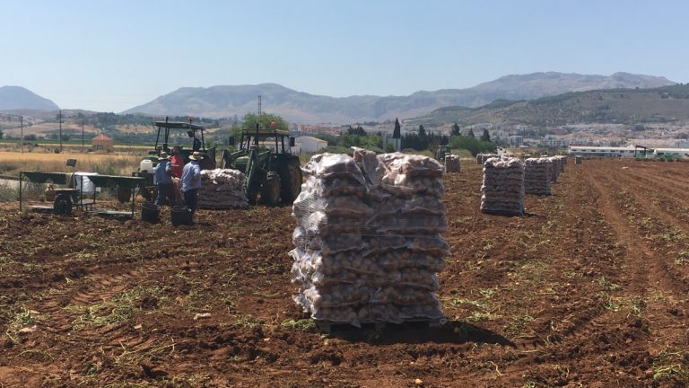 recogida patata Antequera | @Clave_Economica