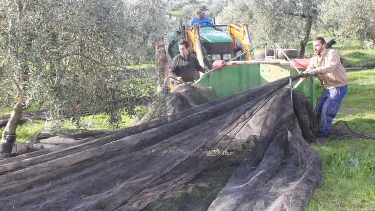 campaña olivar Cortijo Alzamigaja Archidona