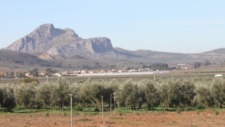 olivar Cortijo Alzamigaja Archidona | @Clave_Económica
