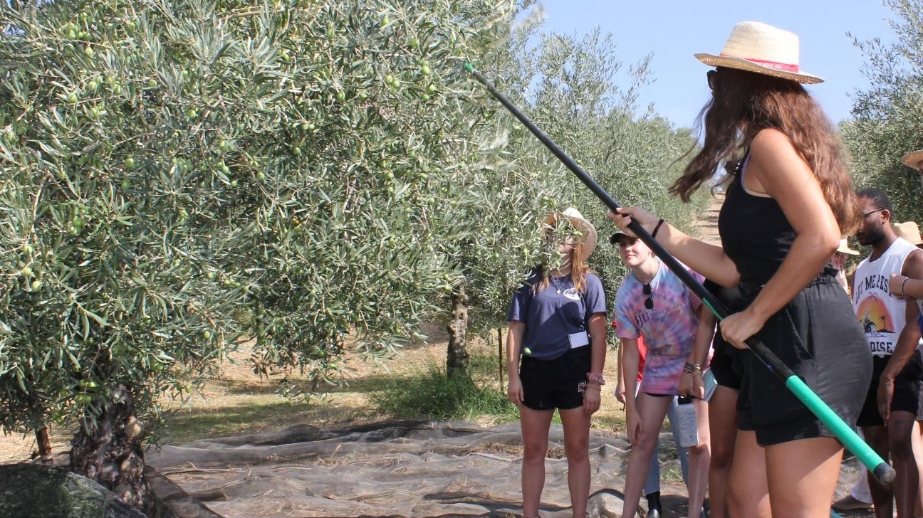 Turista vareando olivo experiencia La Samiaja