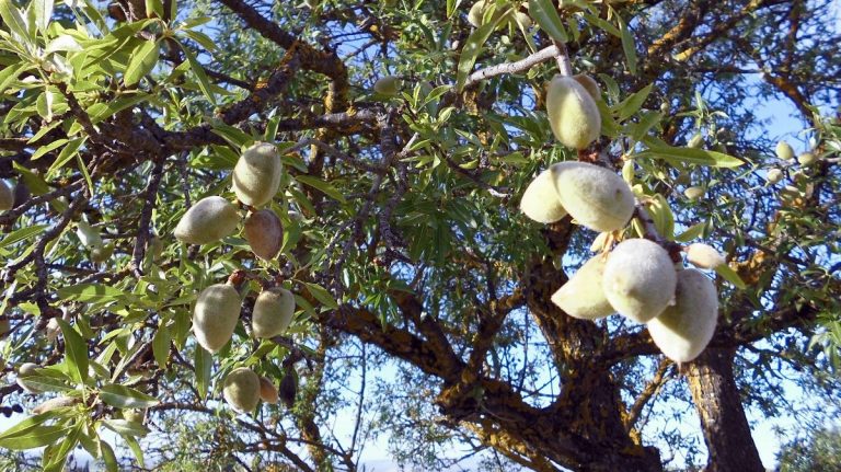 Almendro