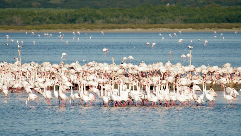 flamencos Laguna Fuente Piedra