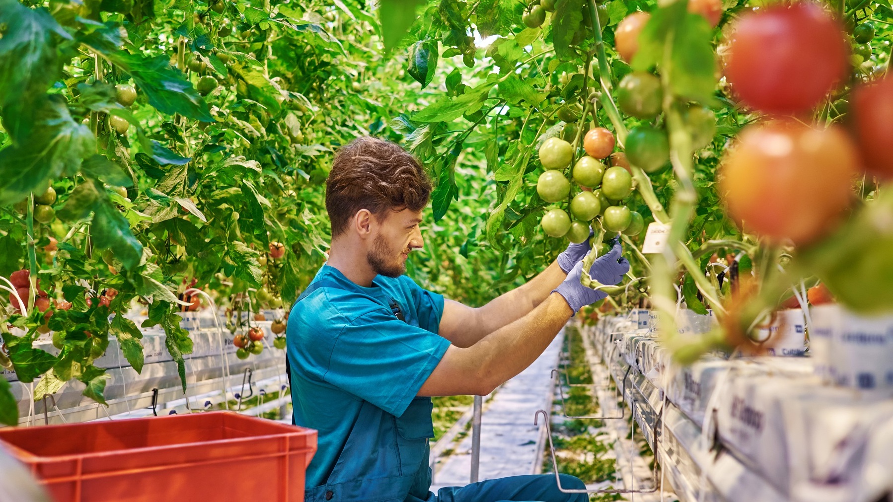 agricultor joven recoge tomate