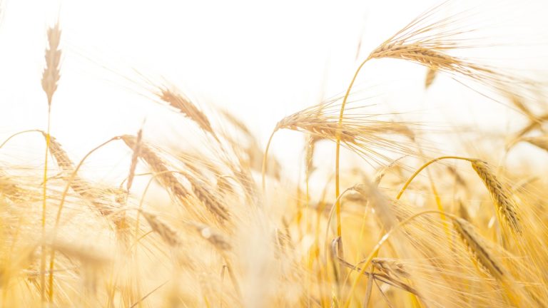 Cultivo trigo