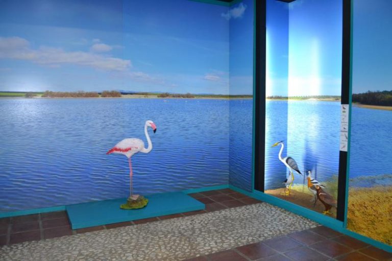 Réplicas aves Centro Interpretación Lagunas Campillos (junio 2021)