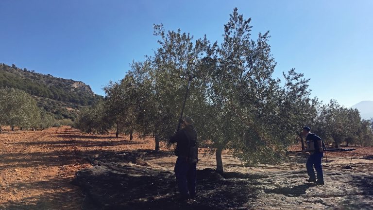 recogida aceituna Humilladero