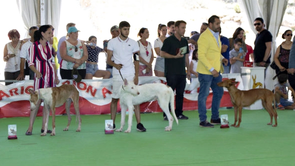 Participantes en uno de los concursos de la XVIII Feria del Perro de Archidona