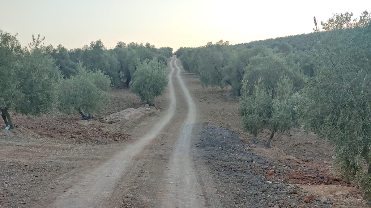 camino rural entre un olivar de Villanueva de Tapia