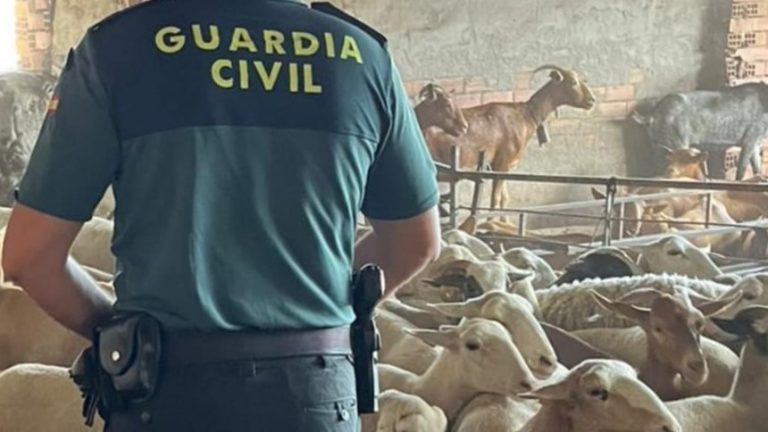 Agente de la Guardia Civil en la explotación de Casabermeja de los detenidos en la operación 'Aries'