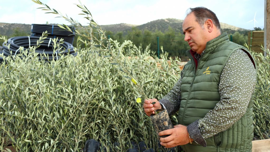 Antonio Pérez Campos, gerente de Mattegreen, revisando los plantones de olivos en sus instalaciones en Navahermosa