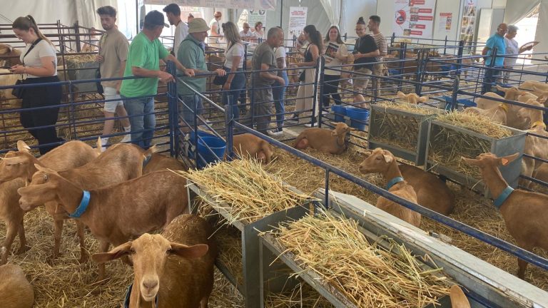 Exposición de Raza de Cabra Malagueña en Agrogant (mayo 2024)