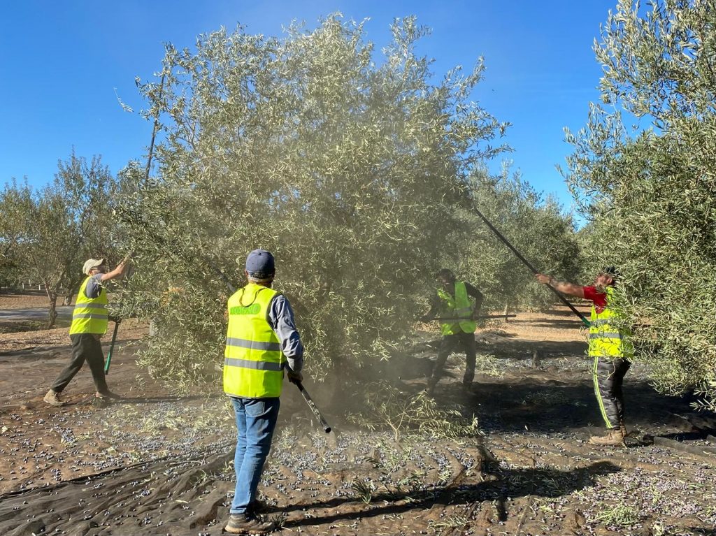 Operarios vareando un olivo en una explotación oleícola de Antequera (noviembre 2022)