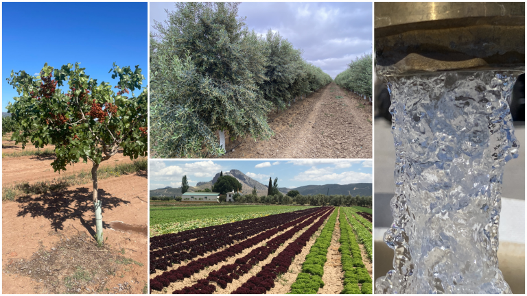 Pistachero, olivar superintensivo, cultivo de lechugas y tubería de agua en Antequera