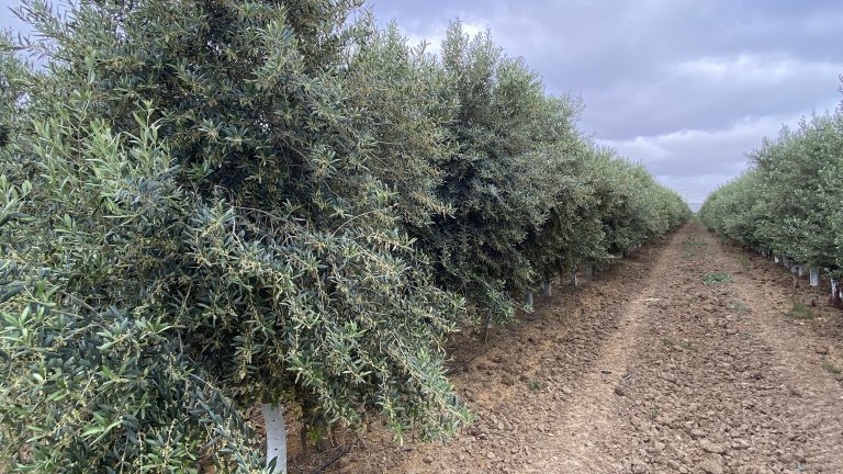 Olivar intensivo en una finca de Antequera