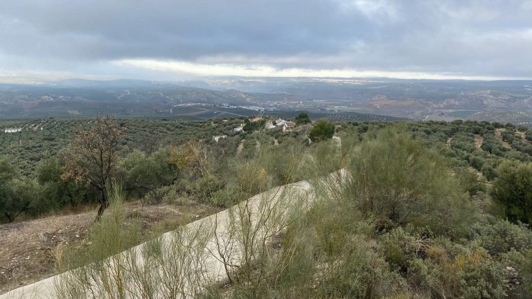 Camino de Moheda-Cedrón de Cuevas Bajas (marzo 2025)