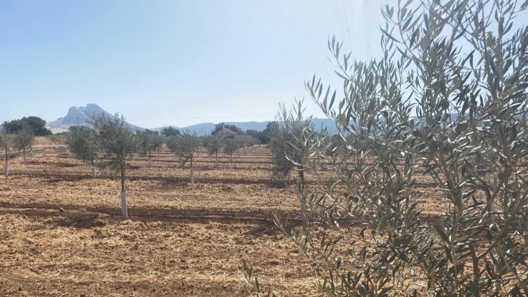 Olivar en la Vega de Antequera (julio 2025)