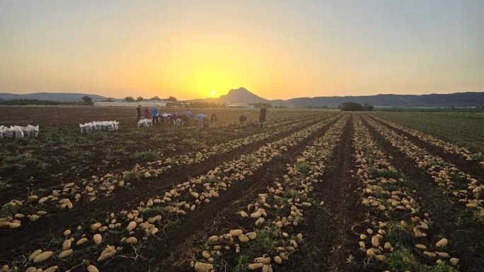 Recogida de la patata en la Vega de Antequera (agosto 2025)