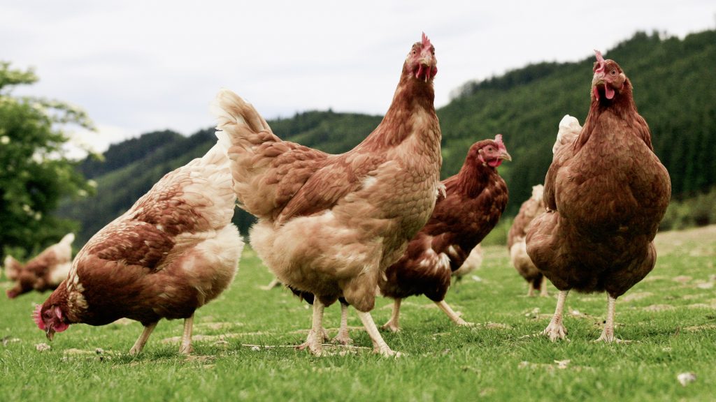 Gallinas al aire libre