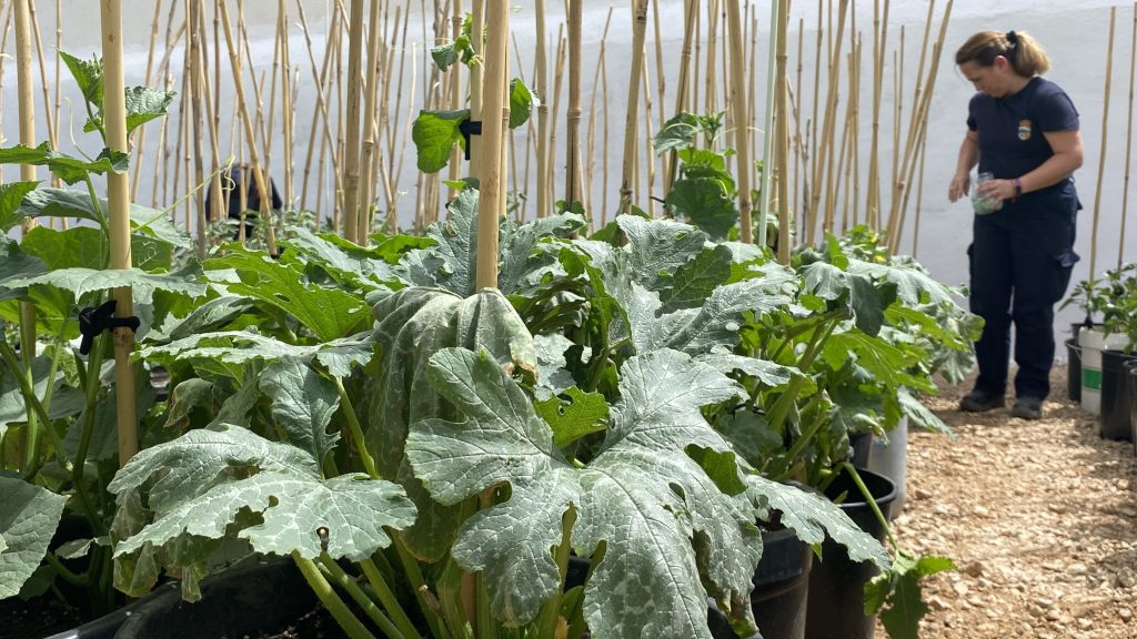 Taller de empleo de agricultura ecológica en Sierra de Yeguas