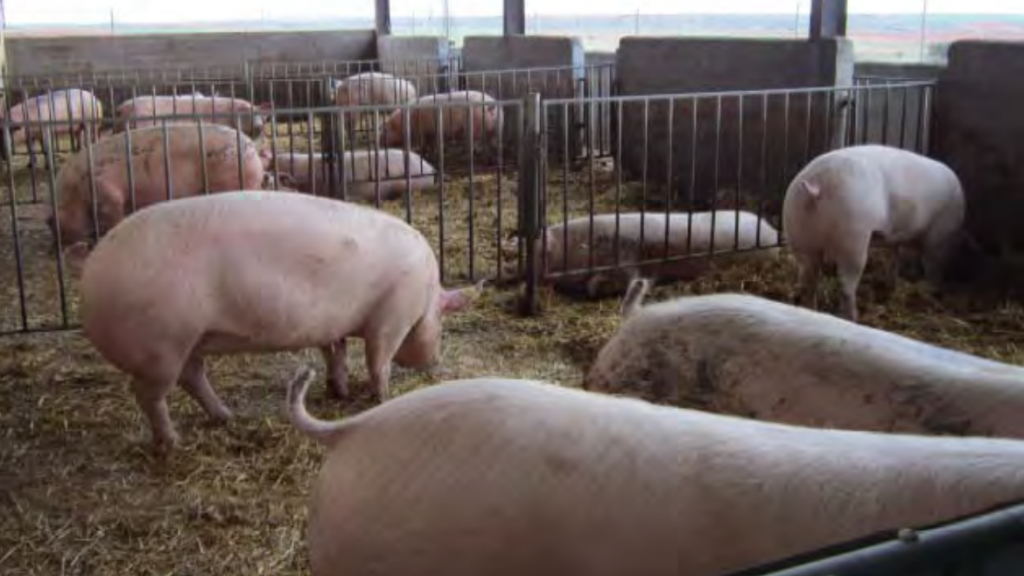 Granja de cerdos