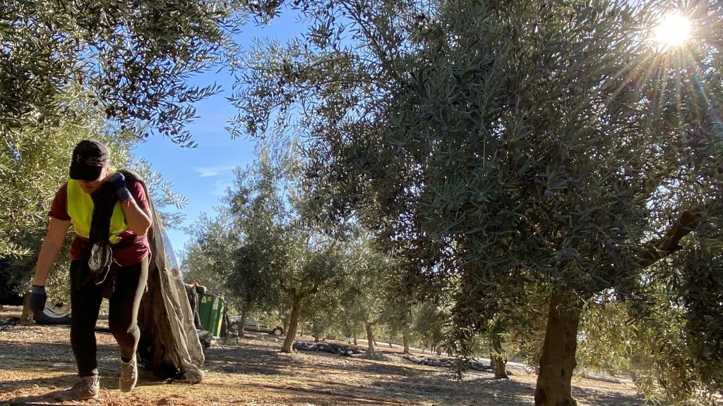 Mujer trabajando en la recogida de la aceituna de molino en un olivar integrado en la DOP Antequera (foto: Espejo)