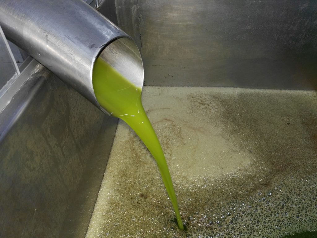 Elaboración de los Aceites de Ardales