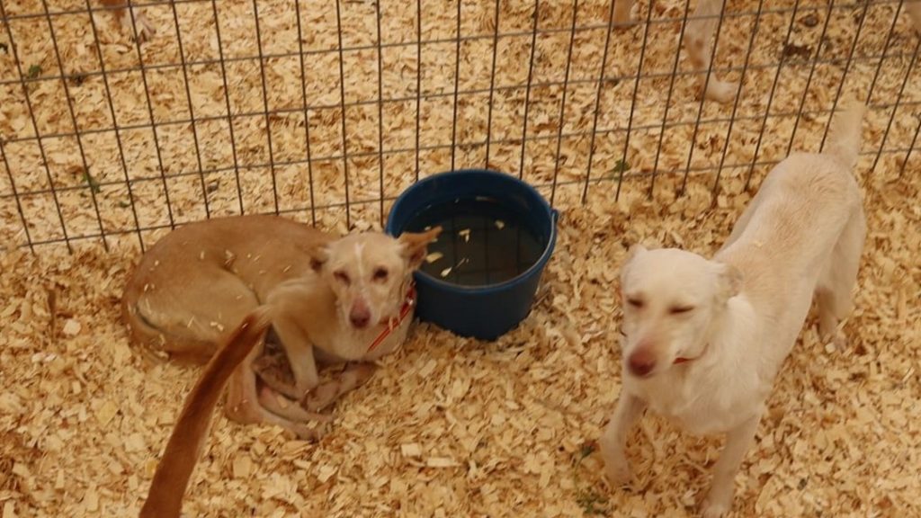 Podencos en la zona de exposición de jaulas de la Monográfica del Podenco Andaluz y Maneto de Cuevas de San Marcos