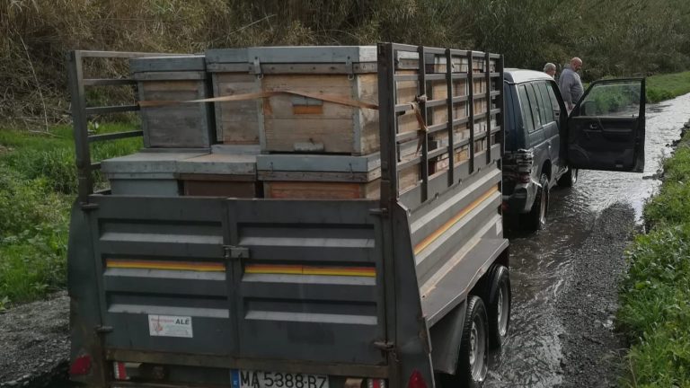 Transporte de colmenas