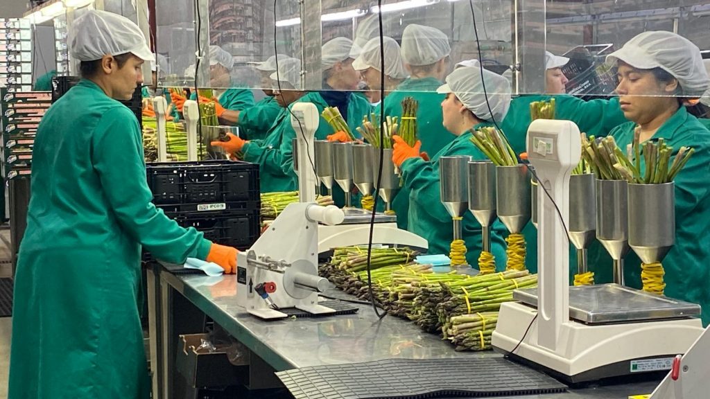 Operarias en las instalaciones de Horticultores El Torcal, en plena campaña del espárrago