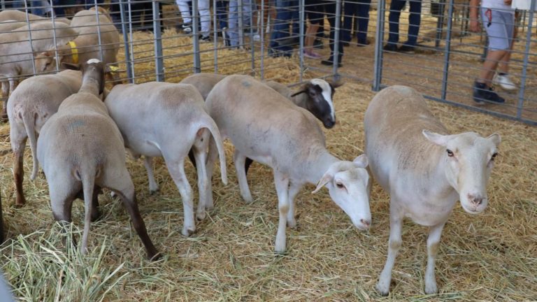 Cabezas de ganado ovino en la Feria Agroganadera de Villanueva del Trabuco
