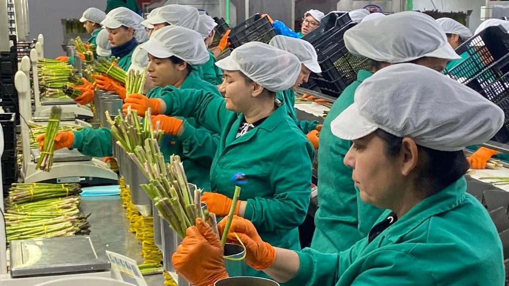 Trabajadoras en las instalaciones de Horticultores El Torcal