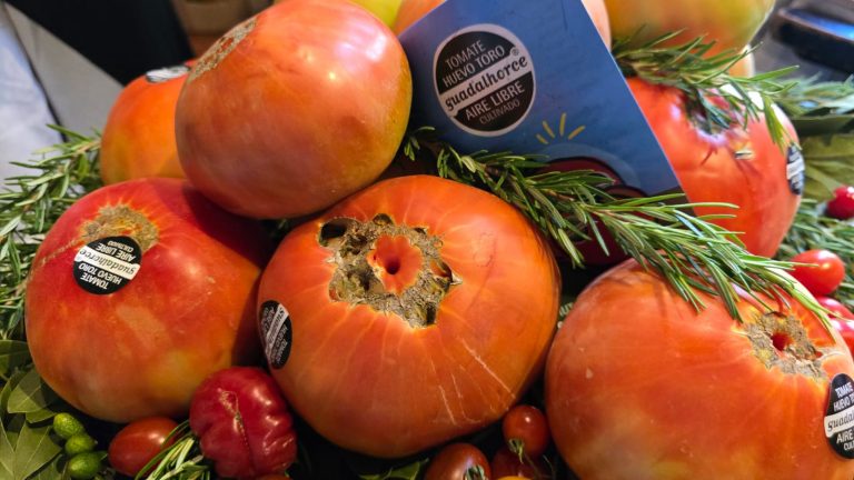 20260728 Tomates huevo de toro