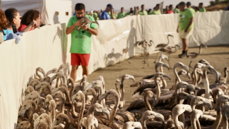 Anillamiento de pollos en la Laguna de Fuente de Piedra en 2025