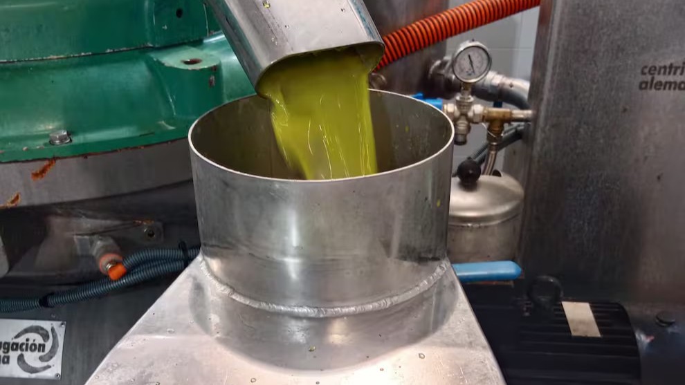 Extracción de aceite de oliva en una almazara de Dcoop