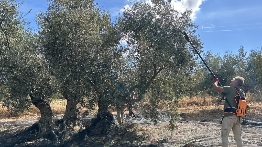 20261015 Recogida de la aceituna para molino en Finca La Torre