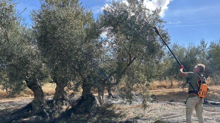 20261015 Recogida de la aceituna para molino en Finca La Torre