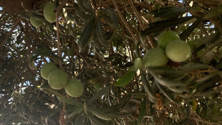 Aceitunas en el olivo
