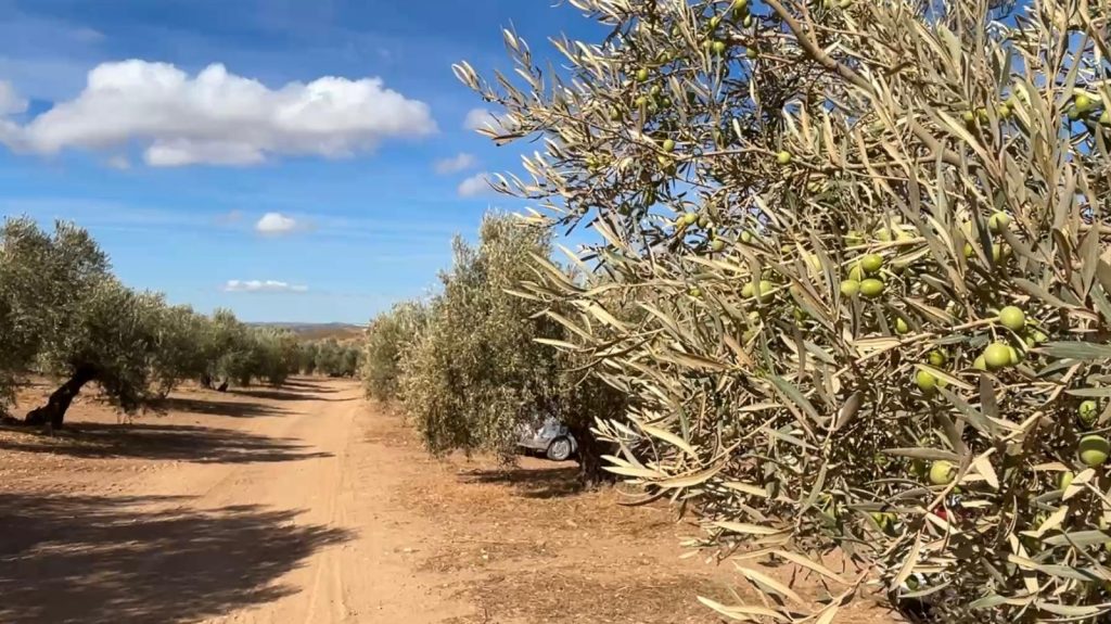 Olivar en el término municipal de Antequera