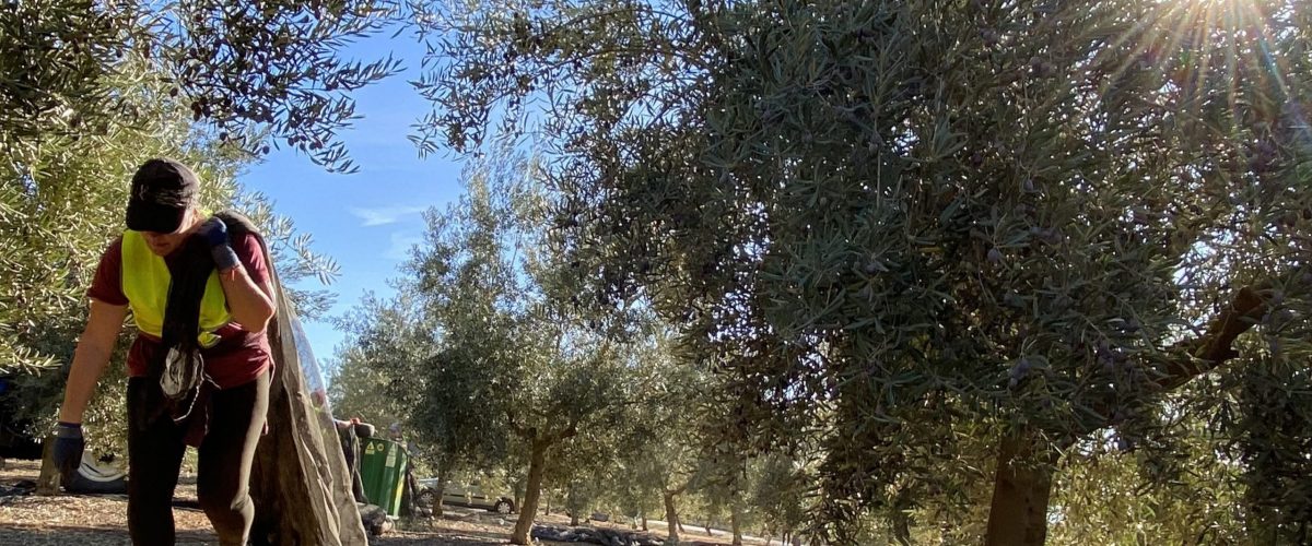 Mujer trabajando en la recogida de la aceituna de molino en un olivar integrado en la DOP Antequera (foto: Espejo)
